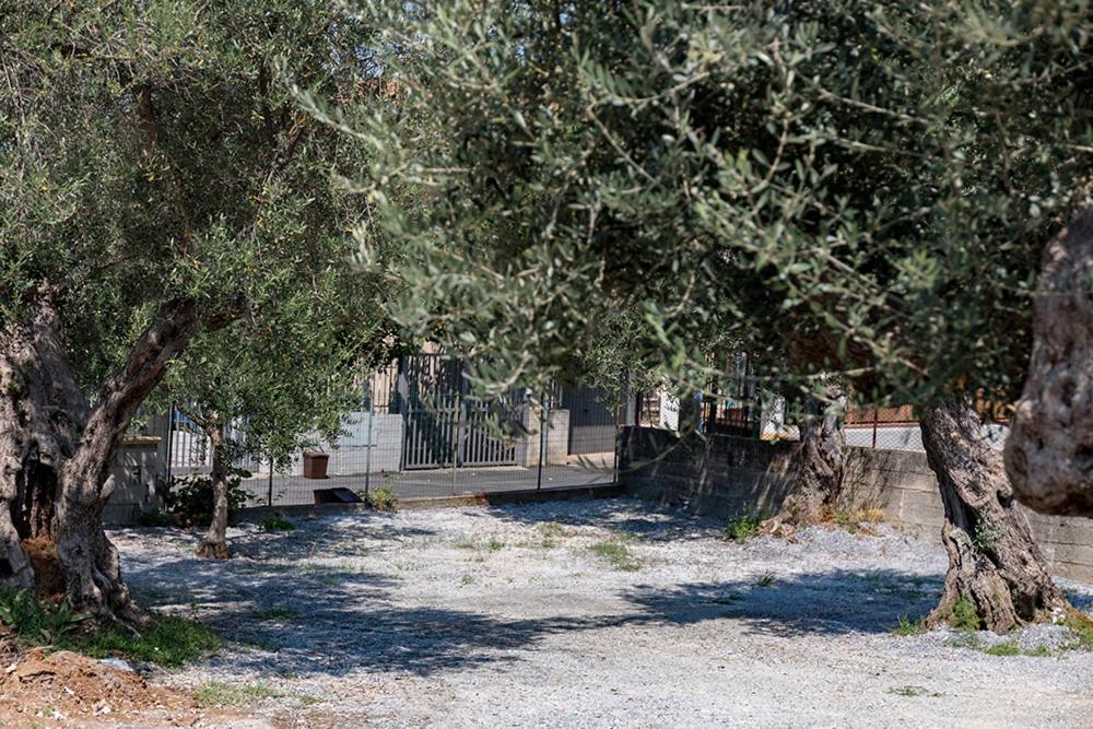 B&B Il Feudo Cirella Exteriör bild